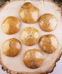 Tumbled Fossil Sea Urchins is available