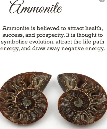 Ammonite attracts health, success and prosperity